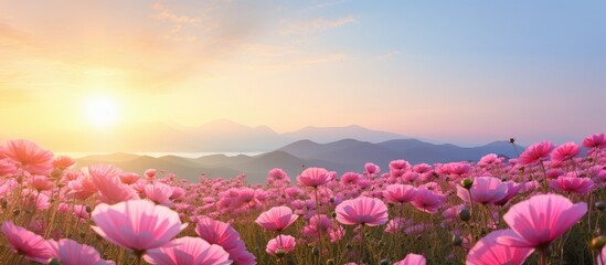 Aufkleber - In the morning there is a beautiful scene of pink flower fields with plenty of empty space for text or images. with copy space image. Place for adding text or design
