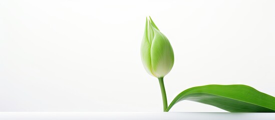 Poster - A single green leaf of a tulip stands alone against a clean white background creating the perfect copy space image