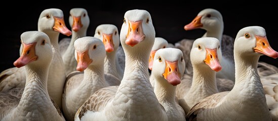 domestic geese which are bred from wild greylag geese are kept by humans for their meat eggs and dow