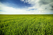 Expansive green wheat field stretching under a dramatic cloudy sky, depicting rural beauty