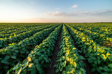 Wall Mural - Vast agricultural field at sunset, showcasing rows of vibrant soybean green crops under a vast sky