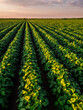 Warm sunset light bathing the endless rows of a vibrant soybean crop