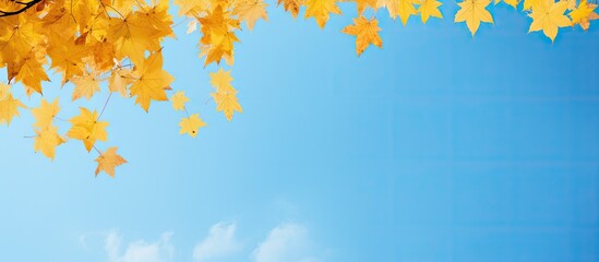 Poster - A beautiful image of autumn yellow maple leaves falling against a clear blue sky creating a copy space image