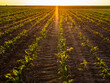 Sunlight bathes a young cornfield in a golden glow at sunset