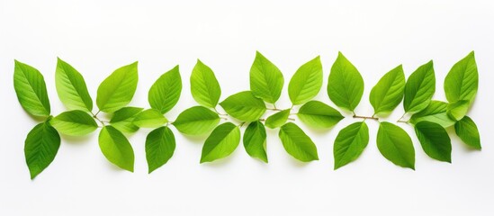 Aufkleber - Leaves against a white background providing ample copy space for text or images