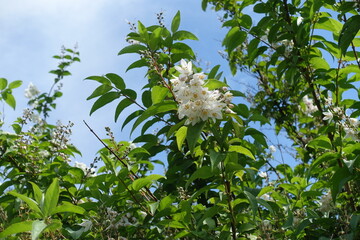 Wall Mural - Blue sky and pinkish white flowers of crenate deutzia in mid June