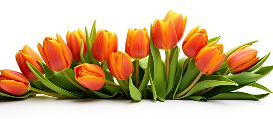 Poster - A copy space image featuring tulips isolated on a white background