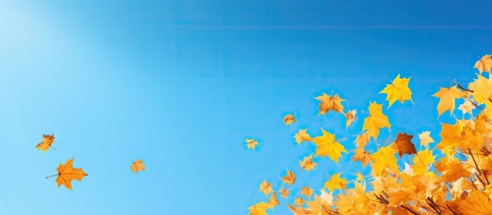 Poster - A beautiful image of autumn yellow maple leaves falling against a clear blue sky creating a copy space image