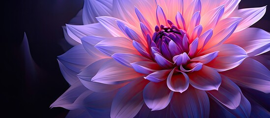 Poster - A beautiful flower with hues of purple and pink. with copy space image. Place for adding text or design