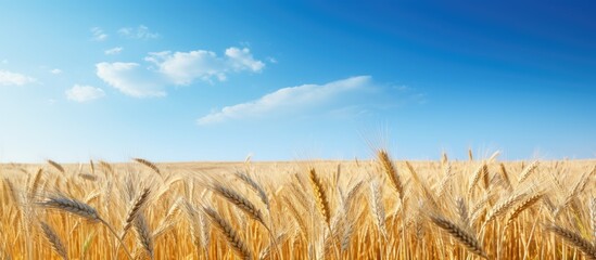 Aufkleber - A picturesque wheat field with a clear blue sky serving as a perfect backdrop for a copy space image