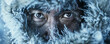© emilio100 - Inuit man face on frozen landscape, cold, eskimo, generated ai
