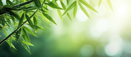 Poster - Image of bamboo leaves with copy space
