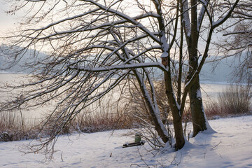 Wall Mural - Baum mit Nistkasten, Schnee am Hennesee, Hennetalsperre, Naturpark Sauerland-Rothaargebirge, Meschede, Sauerland, Nordrhein-Westfalen, Deutschland, Europa