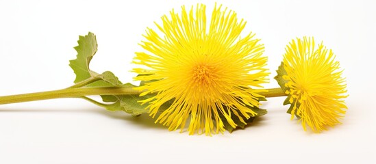 Aufkleber - a stunning yellow coltsfoot flower displayed as a copy space image against a pure white background