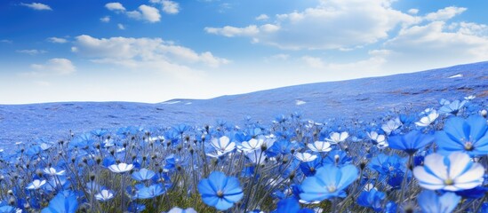 Poster - A stunning scenic view of a vibrant blue flower carpet covering the expansive nemophila flower field Ideal for copy space image