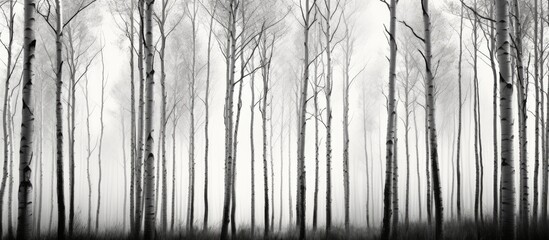 Poster - A copy space image featuring a cluster of aspen trees standing amidst a forest captured in black and white