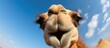 A adorable camel s nose and mouth captured in a close up making direct eye contact with the camera in a delightful copy space image 144 characters