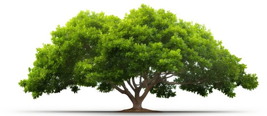 Poster - A tropical tree with lush green foliage branches against a clean white background perfect for a copy space image