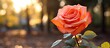 A vibrant rose captured in an autumn setting with ample copy space in the image