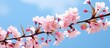 In springtime pink cherry blossoms bloom on branches against a blue sky This abstract nature background features the beautiful sakura flowers in full bloom creating a picturesque scene Copy space ima