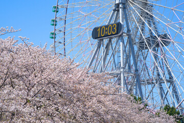 Wall Mural - 観覧車と桜3