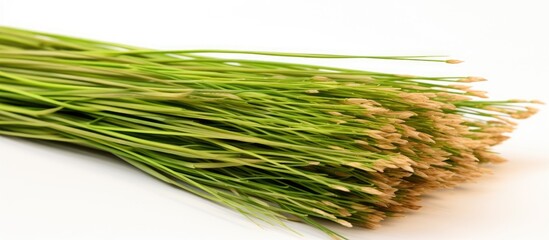 Poster - A pile of dried field horsetail also known as Equisetum arvense a natural herbal remedy isolated on a white background with copy space