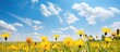 A beautiful summer landscape in the countryside featuring a yellow expanse of dandelions set against a backdrop of blue sky scattered with white clouds This close up and macro photograph captures the