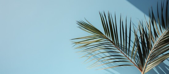 Poster - A hazy silhouette of palm leaves casts a shadow against a soft blue wall creating a minimalist abstract backdrop for showcasing products Perfect for spring and summer promotions Copy space image