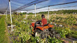 Farmer using bush hog on a tractor to cut weeds in a blueberries plant plantation.