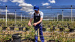Male farmer carefully examines blueberries plants, indicating the start of the spring season in an blueberries organic farm.