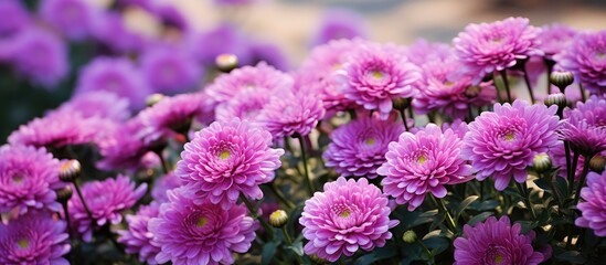 Poster - In the summer garden there are stunning purple chrysanthemum flowers with a captivating visual appeal The scene offers an ideal backdrop for a copy space image