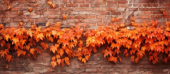 Poster - Image of a brick wall covered in vibrant orange leaves providing an eye catching autumn display. with copy space image. Place for adding text or design