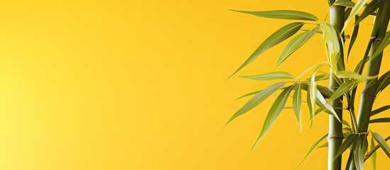 Poster - A standalone bamboo plant on a yellow background with ample copy space