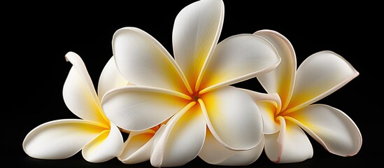 Poster - A stunning copy space image of a White plumeria rubra flower standing out against a White background