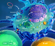 © Science RF - DNA vaccine mechanism of action, illustration