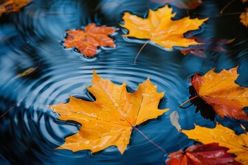 Wall Mural - autumn leaves floating peacefully on tranquil water nature photography