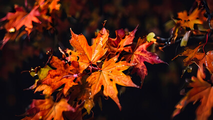 Wall Mural - Autumn background. bright yellow-orange fallen maple leaves in dark background. 