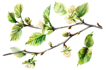 Wall Mural - set hazelnut branch with green leaves, spring young leaves and blossoming willow catkins, hazel flowers, on white background, watercolor painting