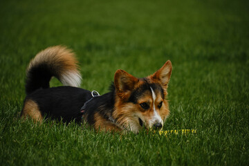 Wall Mural - Charming Welsh corgi Pembroke tricolor walks in the spring park, relaxing lying down in the green grass. A carefree and happy pet life. The dog is playing with a flying saucer.