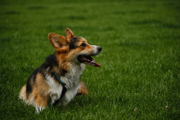 Wall Mural - Charming Welsh corgi Pembroke tricolor walks in the spring park, relaxing sitting in the green grass. A carefree and happy pet life.