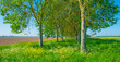 Trees along an agricultural field under a blue sky in a rural area in springtime, Almere, Flevoland, The Netherlands, May 13, 2024