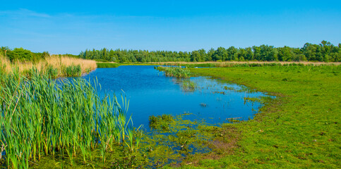 Poster - he edge of a lake with reed in wetland in springtime, Almere, Flevoland, The Netherlands, May 13, 2024