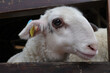 Curious lamb looks through the fence