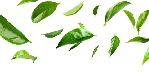 Wall Mural - green tea leaves flying on white background