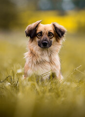 Sticker - cute beige dog sitting in the grass