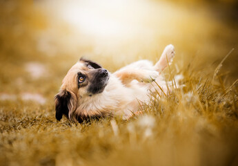 Sticker - beige dog lies on its back in the grass and warms its belly in the sun