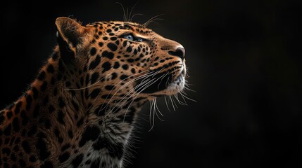 Wall Mural - A captivating image featuring the striking contrast of a leopard's fur against a deep black background, highlighting the beauty and grace of this magnificent creature in mesmerizing 4K resolution.
