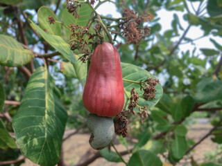 Wall Mural - Bunch of ripe and raw cashew apple hanging on cashew tree branch, soft and selective focus.