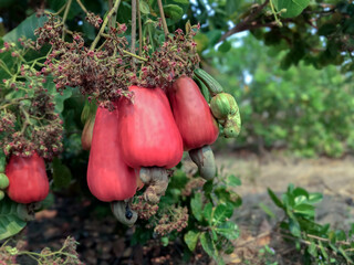 Wall Mural - Bunch of ripe and raw cashew apple hanging on cashew tree branch, soft and selective focus.