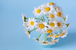 Bouquet of beautiful white daisies flowers in a vase on a blue background